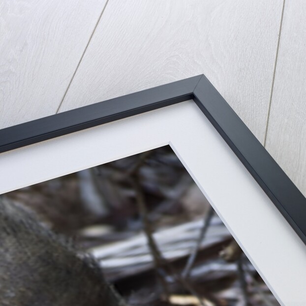 A Bornean bearded pig (Sus barbatus) by Anonymous