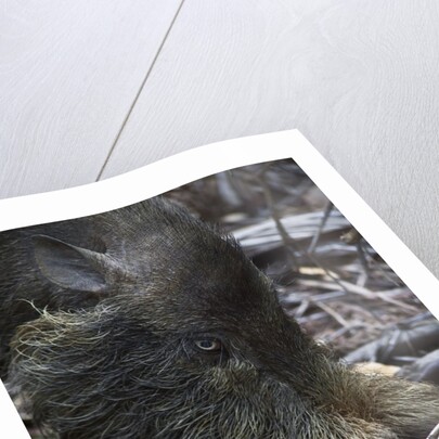 A Bornean bearded pig (Sus barbatus) by Anonymous