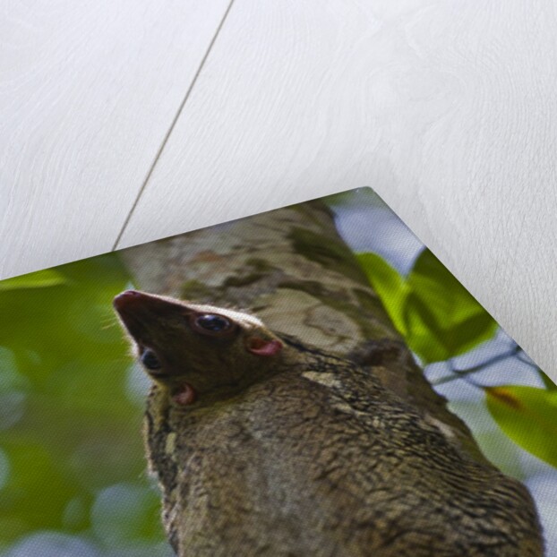 Colugo or Flying Lemur (Galeopterus variegatus) on a tree by Anonymous