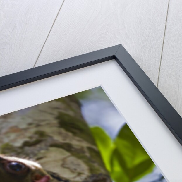 Colugo or Flying Lemur (Galeopterus variegatus) on a tree by Anonymous