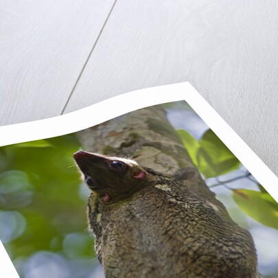 Colugo or Flying Lemur (Galeopterus variegatus) on a tree by Anonymous