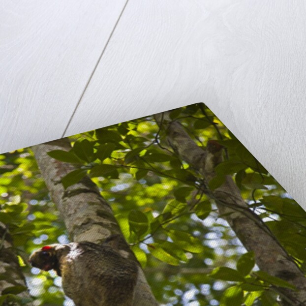 Colugo or Flying Lemur (Galeopterus variegatus) on a tree by Anonymous