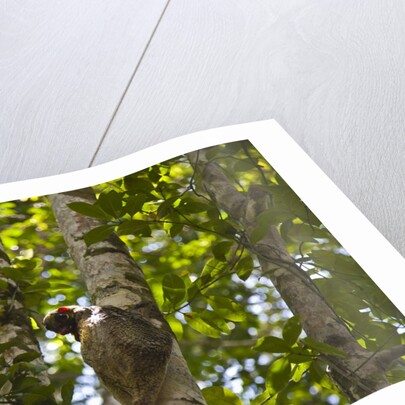 Colugo or Flying Lemur (Galeopterus variegatus) on a tree by Anonymous