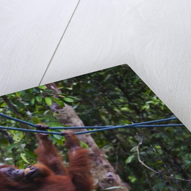 Orangutan (Pongo pygmaeus) at the Semenggok Orangutan Rehabilitation Center by Anonymous