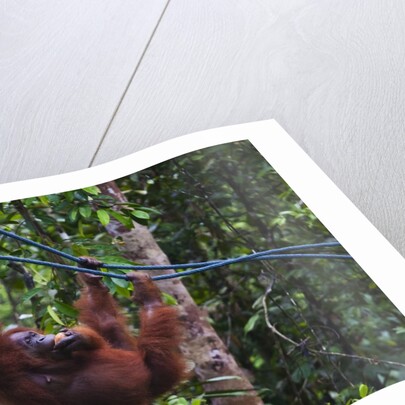 Orangutan (Pongo pygmaeus) at the Semenggok Orangutan Rehabilitation Center by Anonymous