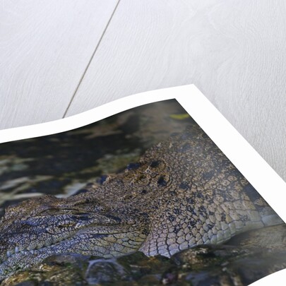 Siamese crocodile by Anonymous