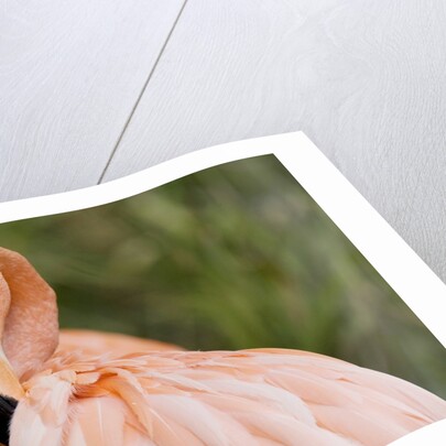 American flamingo taking care of its feathers by Anonymous