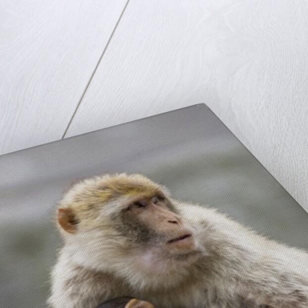 A Barbary Macaque baby feeding in the arms of the mother by Anonymous