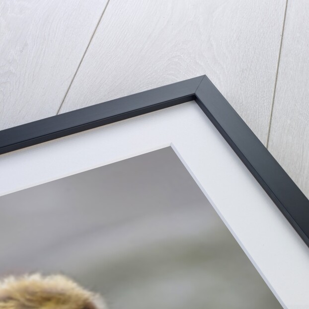 A Barbary Macaque baby feeding in the arms of the mother by Anonymous