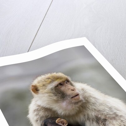 A Barbary Macaque baby feeding in the arms of the mother by Anonymous