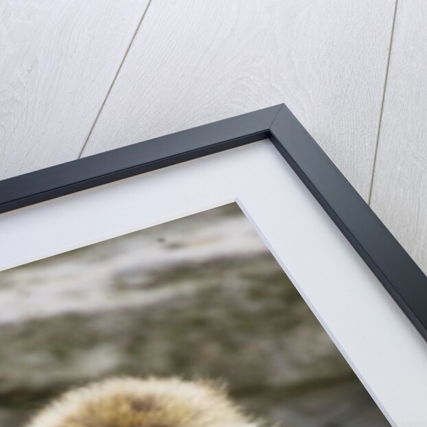 A barbary macaque baby on the back of the mother animal by Anonymous