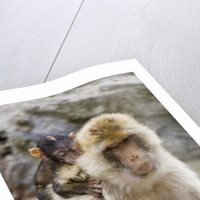 A barbary macaque baby on the back of the mother animal by Anonymous