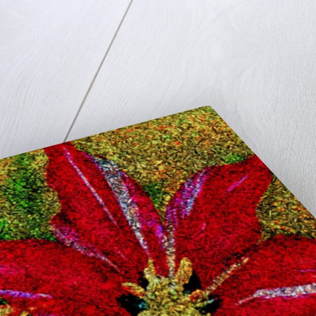 Red Flower by Anonymous