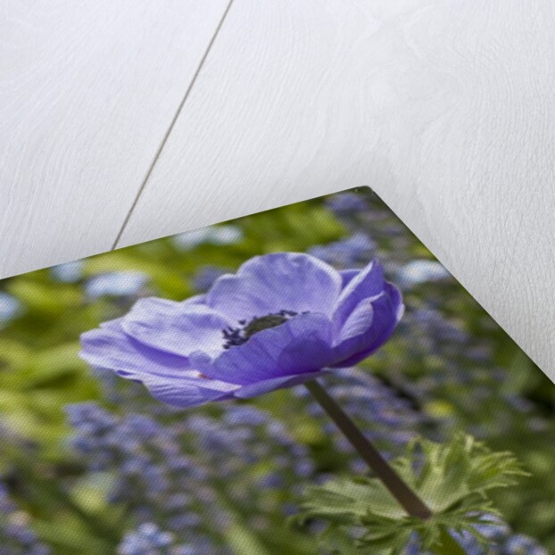 Longwood Garden Spring by Anonymous