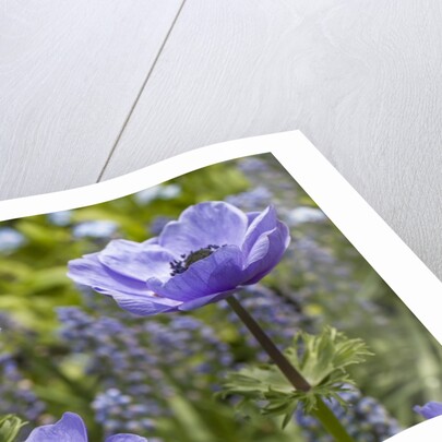 Longwood Garden Spring by Anonymous