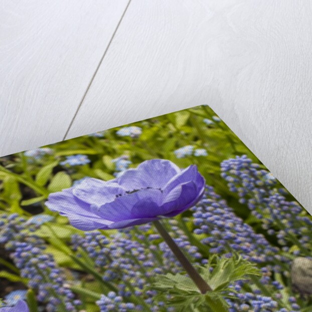 Longwood Garden Spring by Anonymous