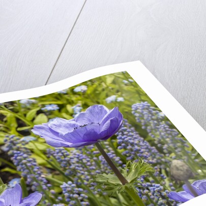 Longwood Garden Spring by Anonymous