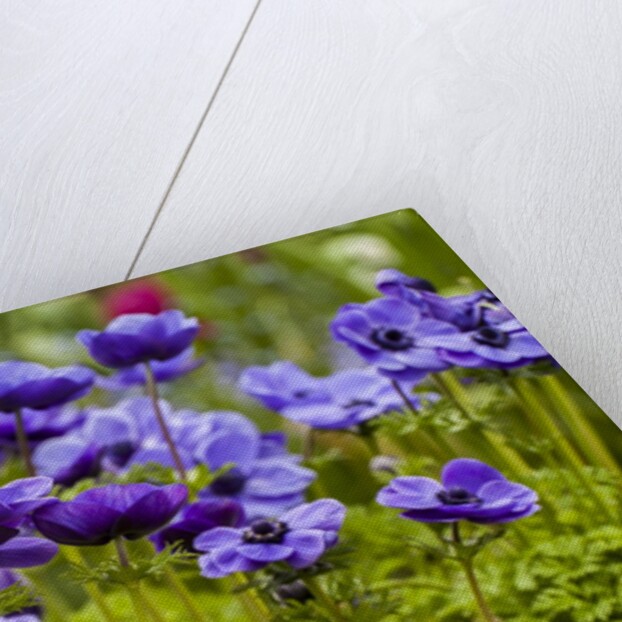 Violet Anemone Flowers Longwood Garden Spring by Anonymous