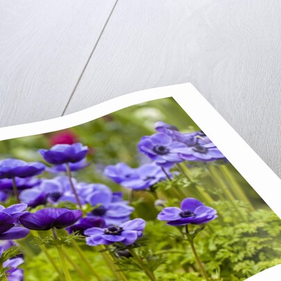 Violet Anemone Flowers Longwood Garden Spring by Anonymous