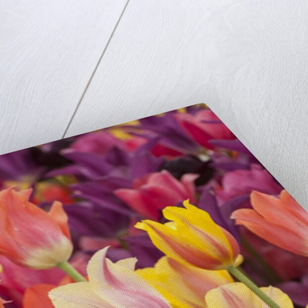 Tulip flowers in red and yellow by Anonymous