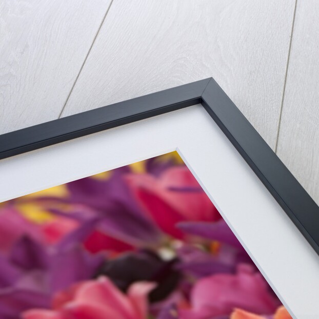 Tulip flowers in red and yellow by Anonymous