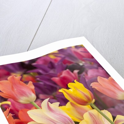 Tulip flowers in red and yellow by Anonymous