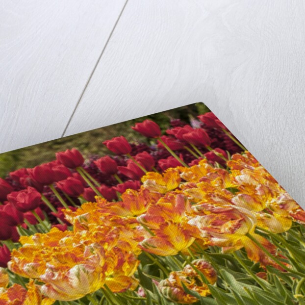 Tulip Beds at Longwood Garden Spring by Anonymous