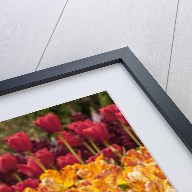 Tulip Beds at Longwood Garden Spring by Anonymous