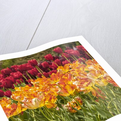 Tulip Beds at Longwood Garden Spring by Anonymous