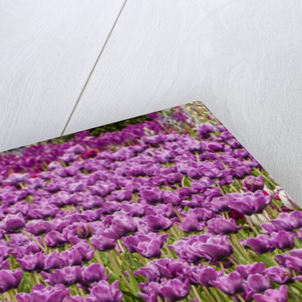 Bed of Purple Tulip flowers by Anonymous