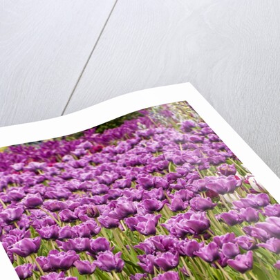 Bed of Purple Tulip flowers by Anonymous