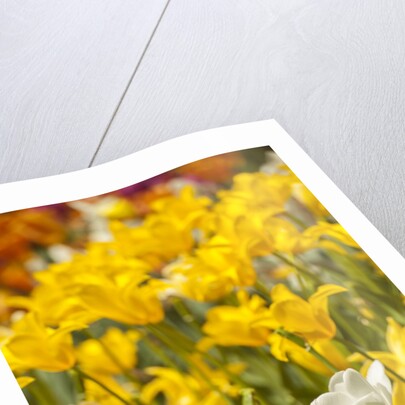 Yellow hybrid Tulips by Anonymous