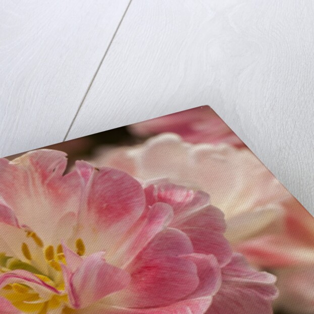 Pink Hybrid Tulip by Anonymous