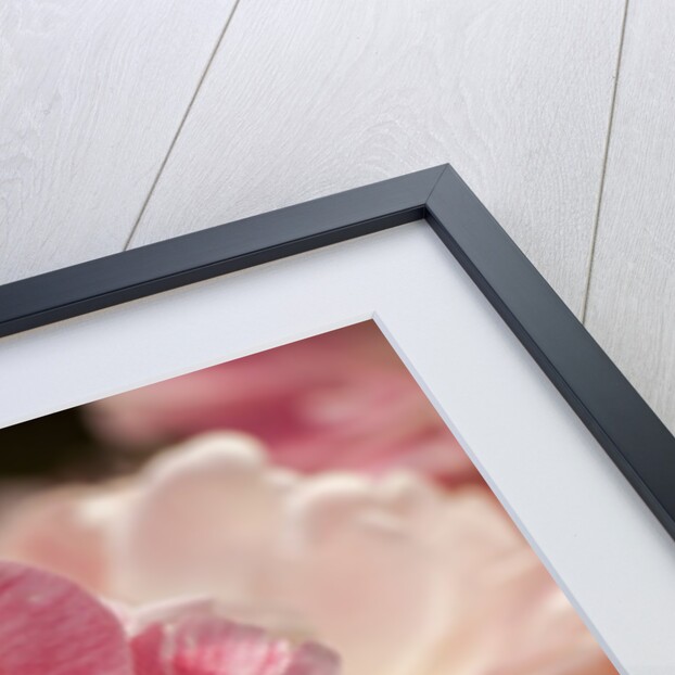 Pink Hybrid Tulip by Anonymous