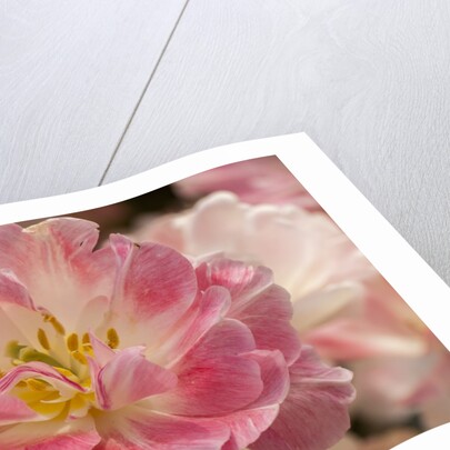 Pink Hybrid Tulip by Anonymous