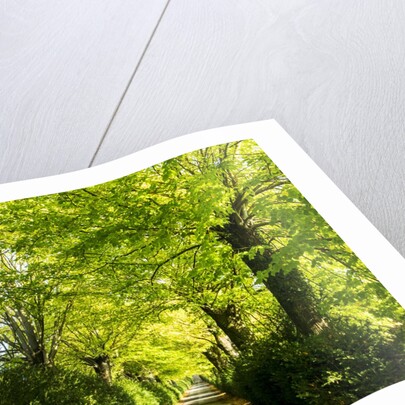 Tree lined road with Bright green Trees by Anonymous