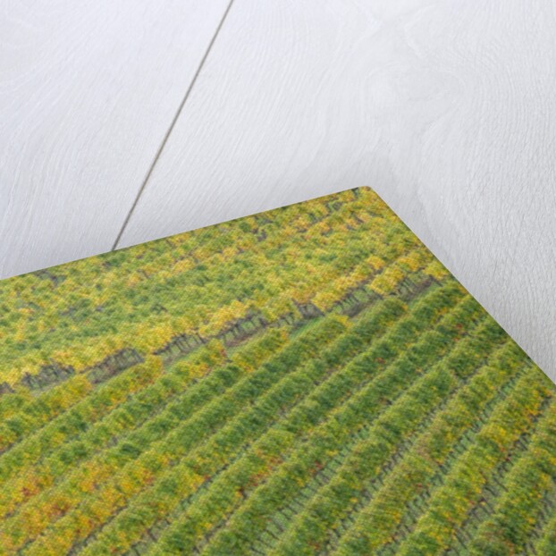 Autumn Vineyards Rows with Bright Color by Anonymous