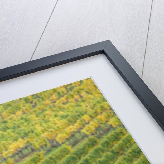 Autumn Vineyards Rows with Bright Color by Anonymous