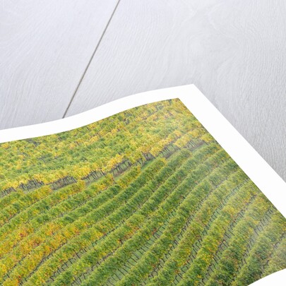 Autumn Vineyards Rows with Bright Color by Anonymous