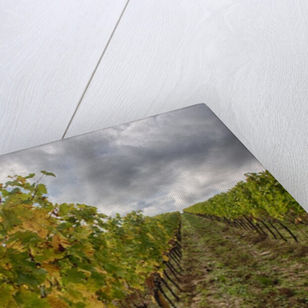 Autumn Vineyards Rows with Bright Color by Anonymous