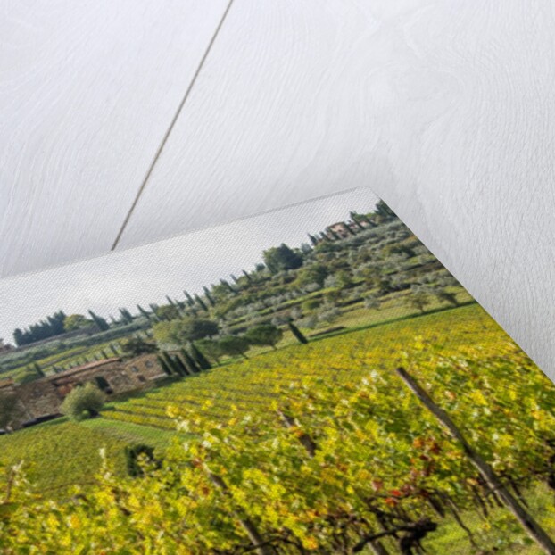 Autumn Vineyards with Bright Color with Villa at on hill by Anonymous