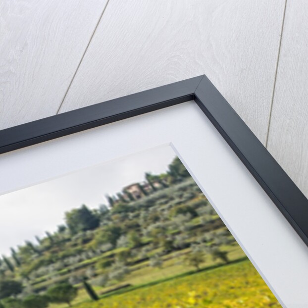 Autumn Vineyards with Bright Color with Villa at on hill by Anonymous