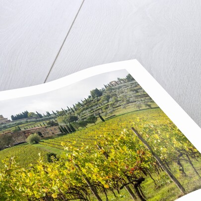 Autumn Vineyards with Bright Color with Villa at on hill by Anonymous