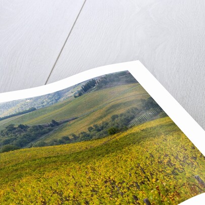Autumn Vineyards with Bright Color by Anonymous