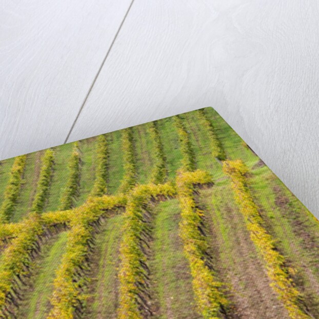 Autumn Vineyards Rows with Bright Color by Anonymous