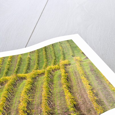 Autumn Vineyards Rows with Bright Color by Anonymous