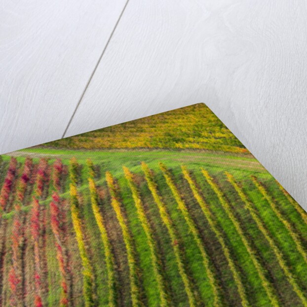 Autumn Vineyards Rows with Bright Color by Anonymous