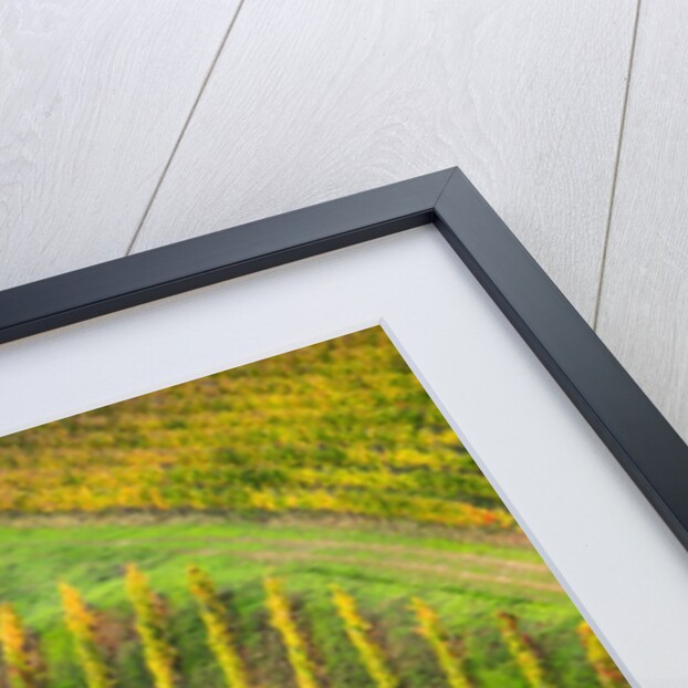 Autumn Vineyards Rows with Bright Color by Anonymous