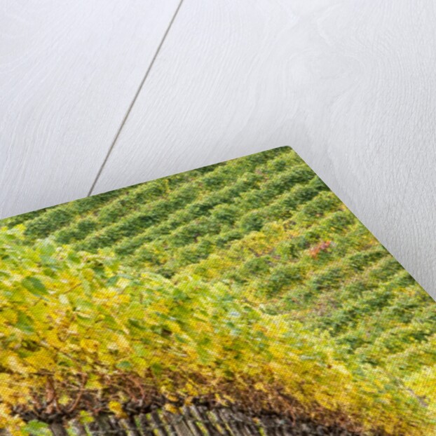 Autumn Vineyards Rows with Bright Color by Anonymous