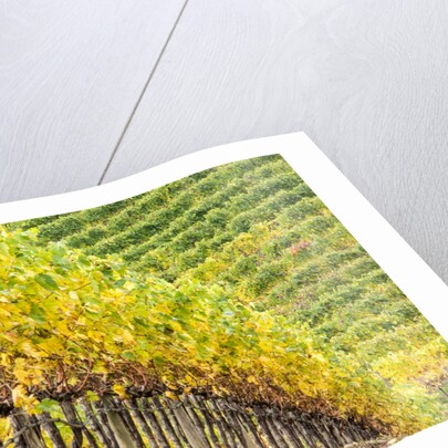 Autumn Vineyards Rows with Bright Color by Anonymous
